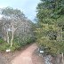 cocoa trees and preserved forest