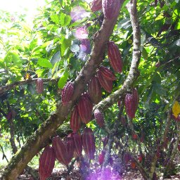 Arbol cacao
