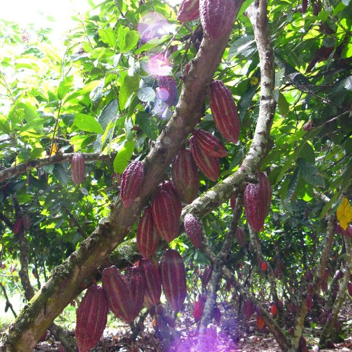 Arbol cacao