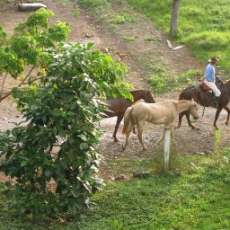 Caballos Hacienda