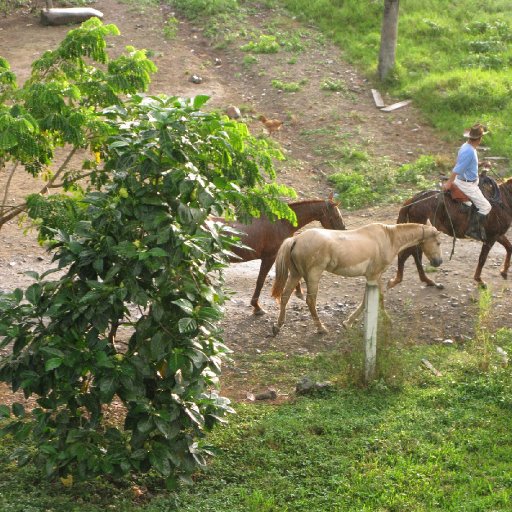 Caballos Hacienda