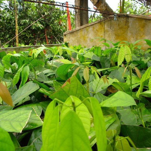 Plantas Embriosomaticas
