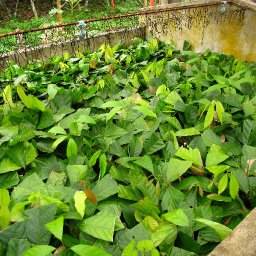 Plantas Embrosomaticas1