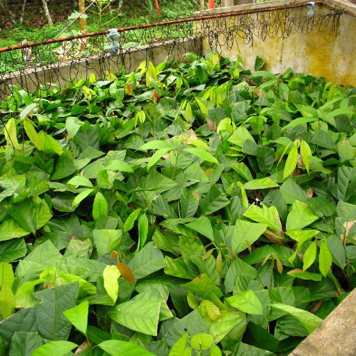 Plantas Embrosomaticas1