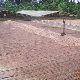 Largarto para fermentar 1