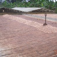 Largarto para fermentar 1