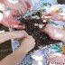 Shelling Roasted Cocoa