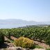 My favorite Winery