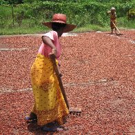 F-1st day of drying - 3 hours - raking the beans every hour - 30001