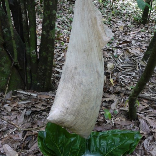 Harvested WIld Cacao Pods Dripping Juice