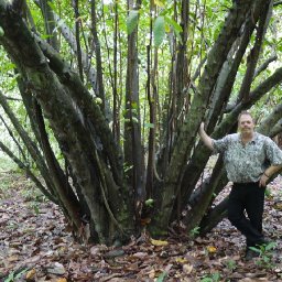 The Old Man of the Forest