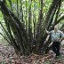 The Old Man of the Forest