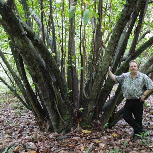 The Old Man of the Forest