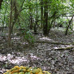 A Pile of Harvested Wild Cacao Pods