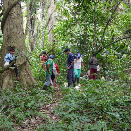 Getting Ready to Harvest Some Wild Cacao
