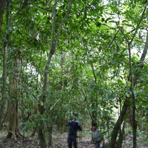 Harvesting Wild Cacao