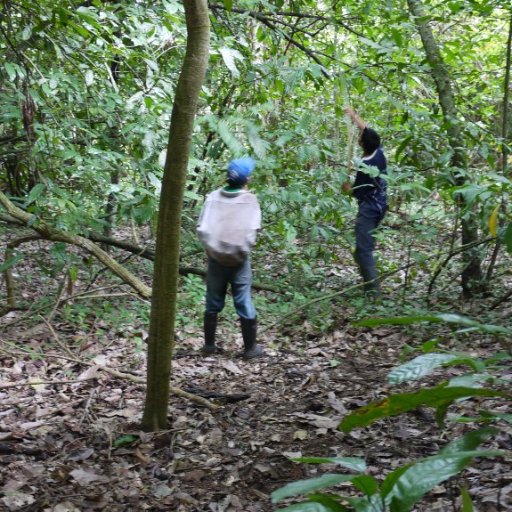 Harvesting Wild Cacao