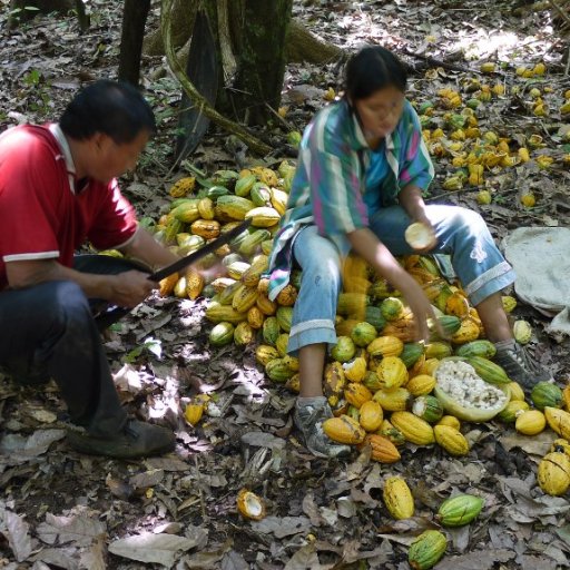 Removing Seeds From the Harvested Pods