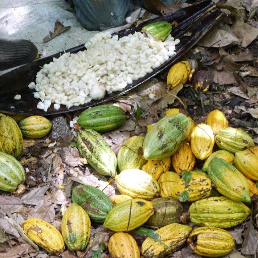 Removing Seeds From the Harvested Pods