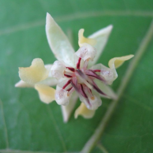 cacao flower