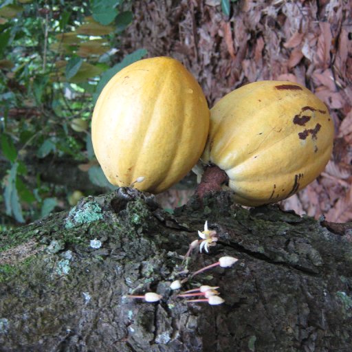 pods and flowers