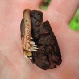 bean germinating