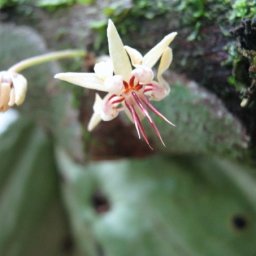 flor de cacao