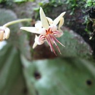 flor de cacao