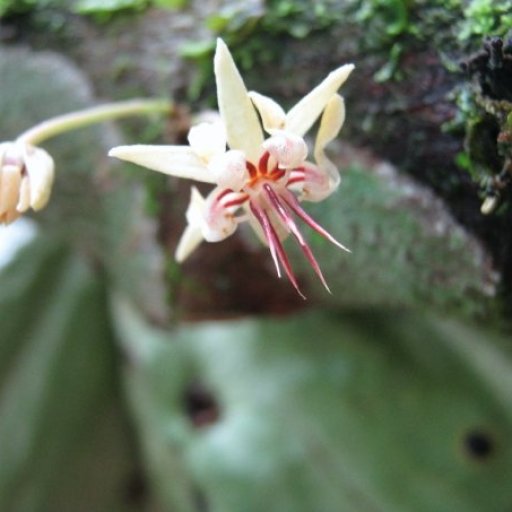 flor de cacao
