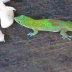 Gecko