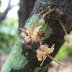 Flowering