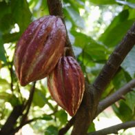 red pods on branch
