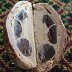 American Original  Chocolate Chunk Chocolate Truffle Egg
