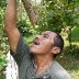 Santiago Drinking From a Water Vine - Edible and Medicinal Plant Walk