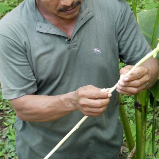 Edible and Medicinal Plant Walk - Cotton Tree Lodge