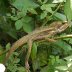 Basking Reptile - Edible and Medicinal Plant Walk