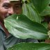 Hummingbird Nest - Edible and Medicinal Plant Walk