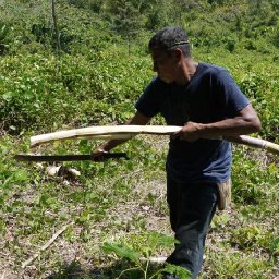 Belize2010-25HarvestingSugarCane