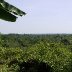 View From the Top - Eladio Pop's Agouti Farm