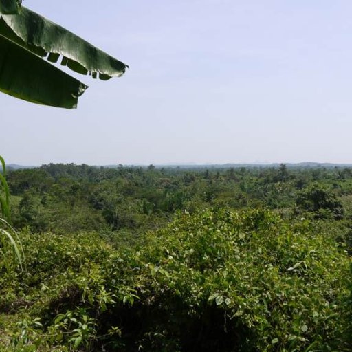 View From the Top - Eladio Pop's Agouti Farm
