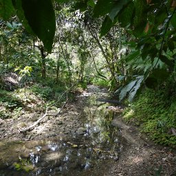 Belize2010-28CreekAgoutiFarm