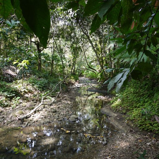 Creek Bed - Eladio Pop's Agouti Farm