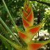 Bird of Paradise - Edible and Medicinal Plant Walk