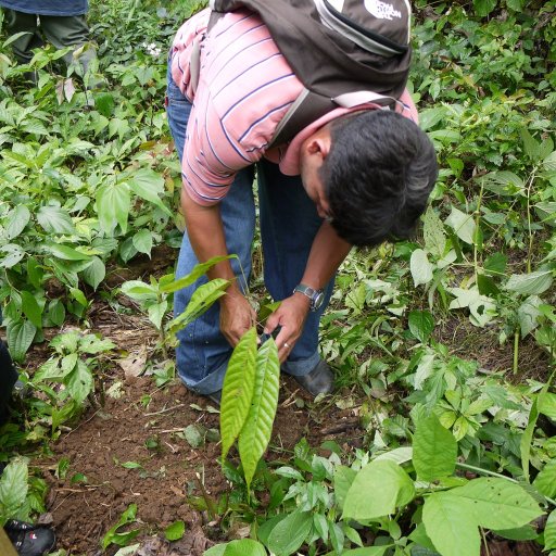 Belize2010-35PlantingCacaoSHISanBenitoPoite