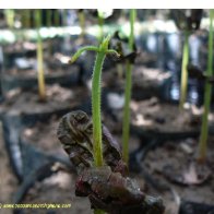 cocoa seed germination