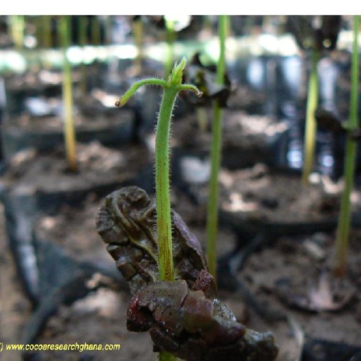 cocoa seed germination
