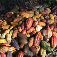 Organic Cacao in Bahia, Brazil