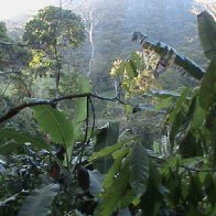 Native Forest in Bahia, Brazil