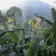 Native Forest in Bahia, Brazil
