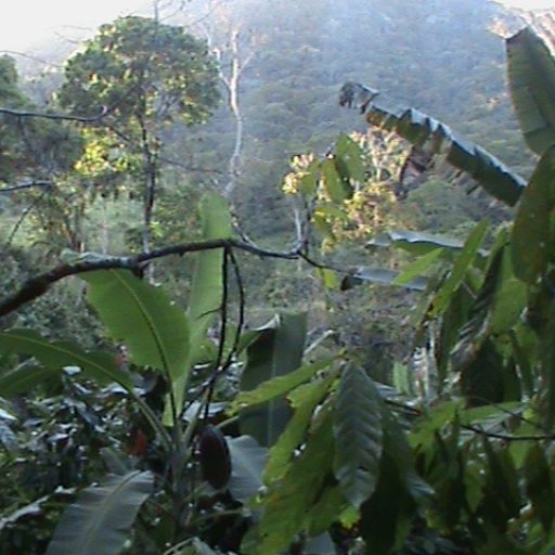 Native Forest in Bahia, Brazil